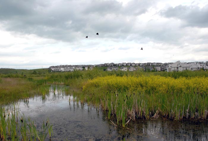 01Beddington-Stoney-251