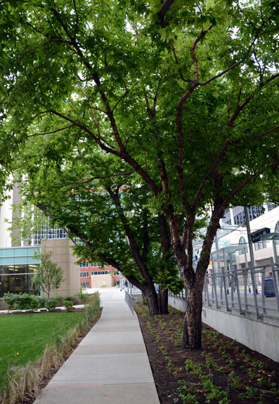 02Courthouse-AMur-Cherries-1211